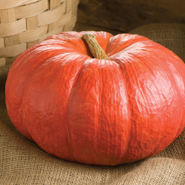 Rouge Vif D'etampes pumpkin